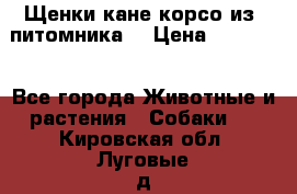 Щенки кане корсо из  питомника! › Цена ­ 65 000 - Все города Животные и растения » Собаки   . Кировская обл.,Луговые д.